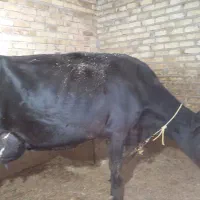 قیمت توافقی مایل به معاوضه نیستم