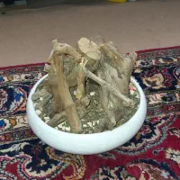 سلام یک عدد گلدان زیبا