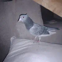 بدرنگ پلنگ گوک