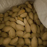 بادام