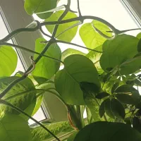 برگ انجیری/قلمه/مانسترا/پتوس/قاشقی