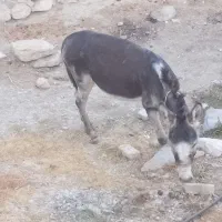 الاغ