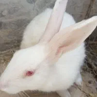 خرگوش. نر.