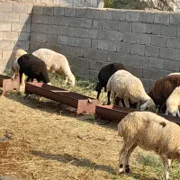 گوسفند فروشی|حیوانات مزرعه|عنبرآباد, |دیوار