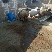 ۸راس میش|حیوانات مزرعه|کوهدشت, |دیوار