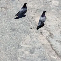 سبز تهرانی
