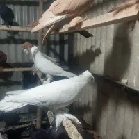 کبوتر راعبی