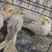 عروس هلندی لوتینو.طوسی.سینامون