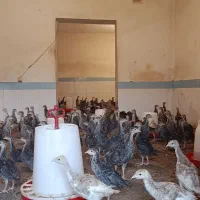 جوجه بوقلمون دوماهه