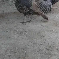 بوقلمون محلی|حیوانات مزرعه|سراوان, |دیوار