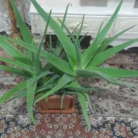 گل آلوورا|گل و گیاه طبیعی|بناب, |دیوار