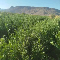 انواع نخل خرما بزرگ و پاجوش ونهال مرکبات|خدمات باغبانی و درختکاری|یزد, |دیوار