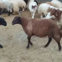 فروش بره پرواری