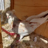 کبوتر|پرنده|کرج, فاز ۲ مهرشهر|دیوار