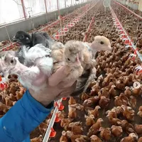 جوجه مرغ گلپایگان نیمچه ۲،۱ ماهه گردن لختی،کاکلی|حیوانات مزرعه|رشت, انصاری|دیوار