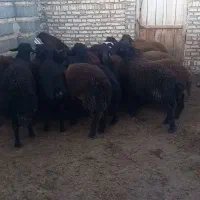 بره نر|حیوانات مزرعه|سراب, |دیوار