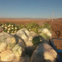 گل کلمی وکرفس گل کلم ۲۰ و کرفس ۲۰  تومن