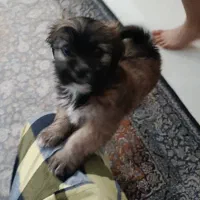 پاپی نژاد مالتیپو|سگ|پرند, فاز ۴|دیوار