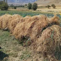 بیده خشک