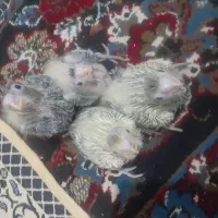عروس هلندی سرلاکی