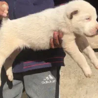 سگ الابای/توله سگ