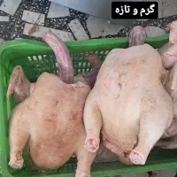 محصولات محلی گوشتی پاک شده