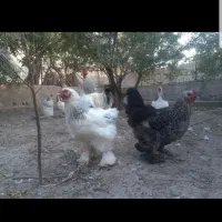 تخم نطفه دار برهما لایت