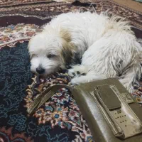 خریدوفروش سگ|سگ|دیواندره, |دیوار