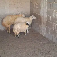 میش آبستن و قوچ