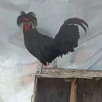 خروس  لهستانی ، پولند جوان و نژاد دار  خالص