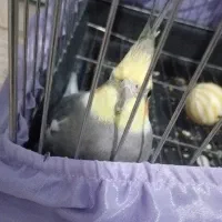 عروس هلندی نر سخنگو