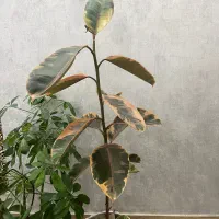 گل آپارتمانی