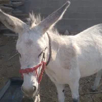 خر خوب. سالم بدون عیب و ایراد|حیوانات مزرعه|گله دار, |دیوار