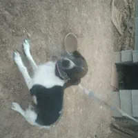 واگذاری سگ دمبلان یاب حرفه ای|سگ|گلی داغ, |دیوار