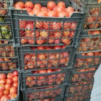 گوجه فرنگی درجه یک|خوردنی و آشامیدنی|تاکستان, |دیوار