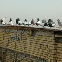 کبوتر رنگی