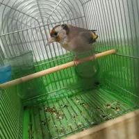 سهره دورگ پلاک پا.قناری.مرغ عشق.فنج|پرنده|شیراز, گل سرخ|دیوار