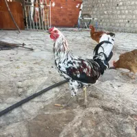 مرغ و خروس برهما و گلین و لهستانی