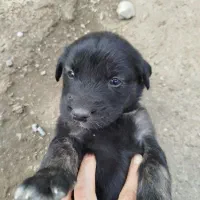 واگذاری توله سگ