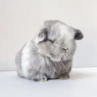 توله خرگوش لوپی|موش و خرگوش|نیشابور, بزرگمهر|دیوار