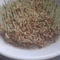 جوی بذری ال بی ۶پر سنواتی تست شده|گل و گیاه طبیعی|گنبد کاووس, |دیوار