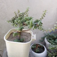 گل خرفه ای|گل و گیاه طبیعی|بندرعباس, |دیوار