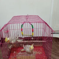 فروش عروس هلندی|پرنده|آستارا, |دیوار