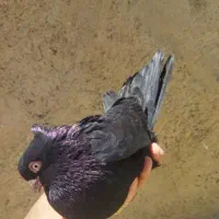 نامبروان|پرنده|دزپارت, |دیوار