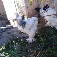 سه مرغ و یک خروس برهمای اصل|حیوانات مزرعه|مرند, |دیوار