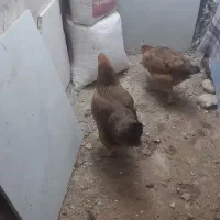 مرغ جوان|حیوانات مزرعه|پاوه, |دیوار