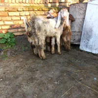 بزغاله پاکستانی کامورایی اصل