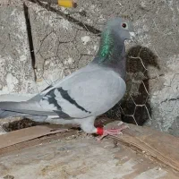 کفتر|پرنده|شیراز, سلطان آباد|دیوار