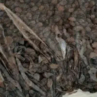 کشمش‌ملایر