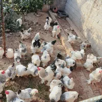 تخم مرغ برهما لایت اصل